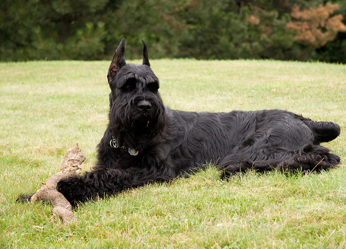 Giant Schnauzer